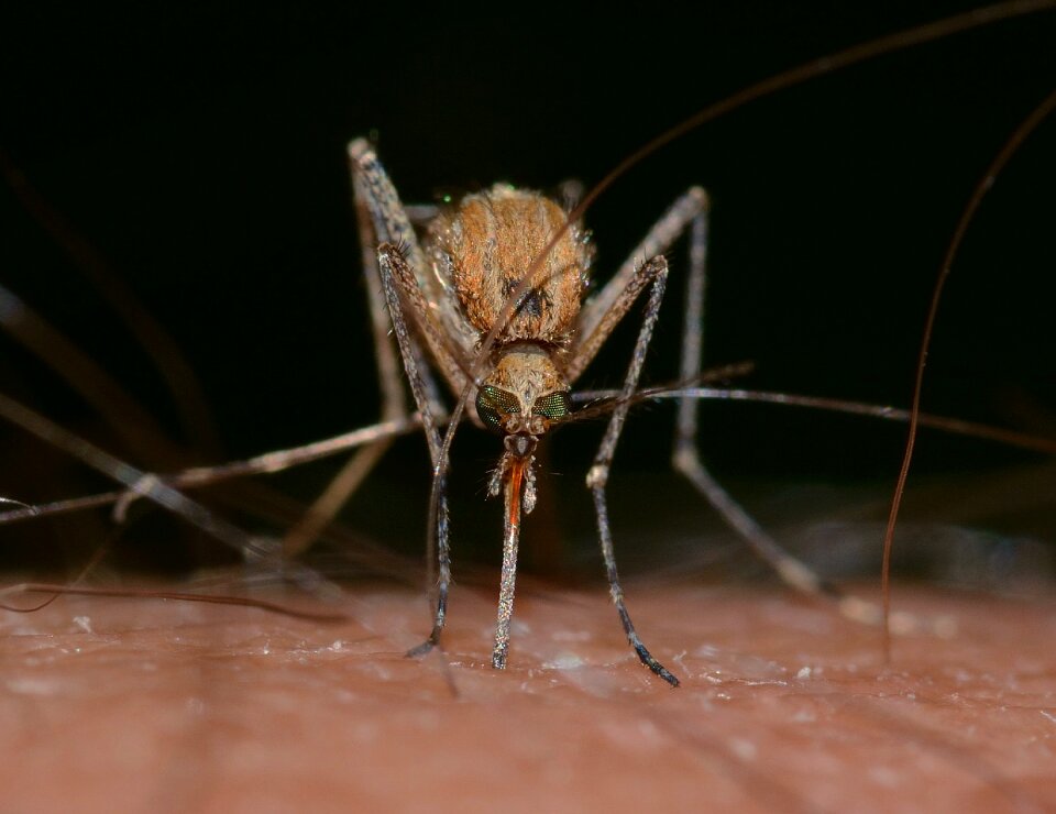 Culex pipiens macro