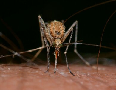 Culex pipiens macro