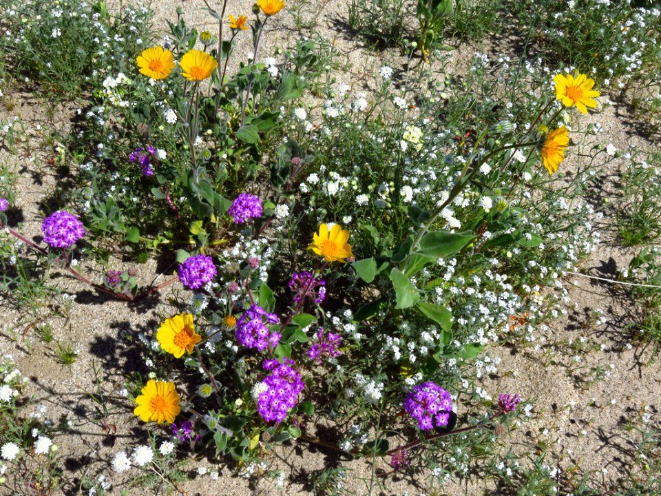 Wildflowers at Anza-Borrego Desert SP in CA