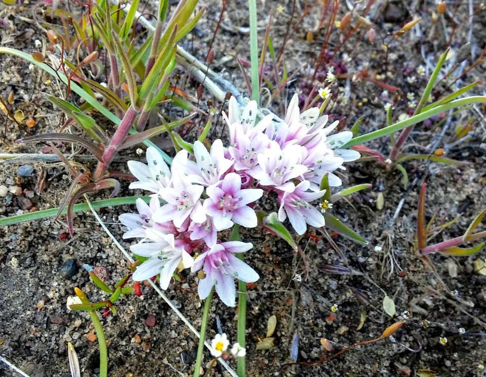 Wildflowers in Eagle Lake Field Office