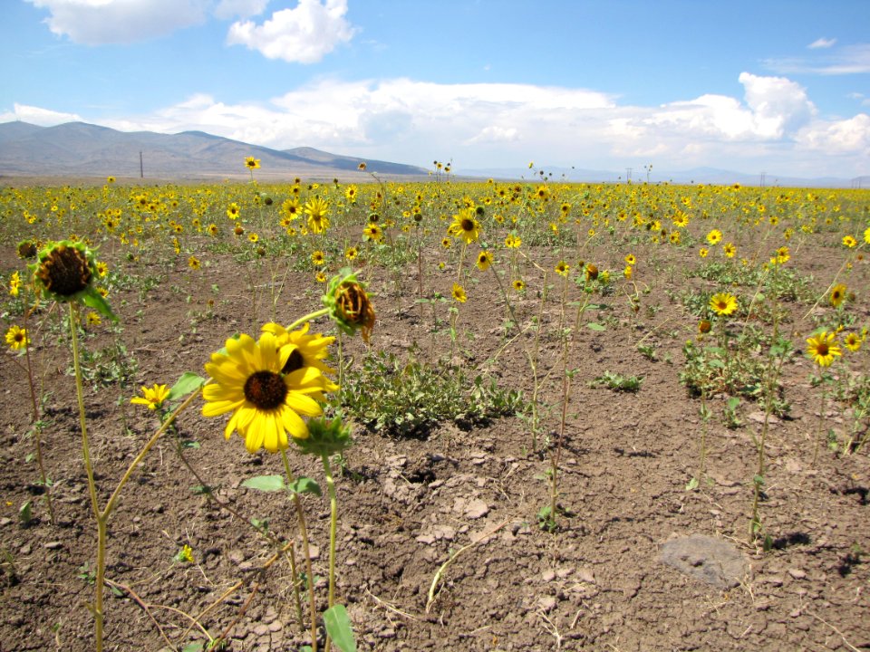 Mudflat Sunflowers in Eagle Lake Field Office