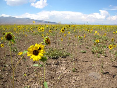 Mudflat Sunflowers in Eagle Lake Field Office