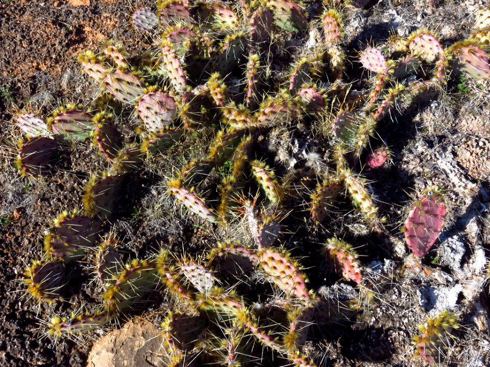 Needles District at Canyonlands NP in Utah