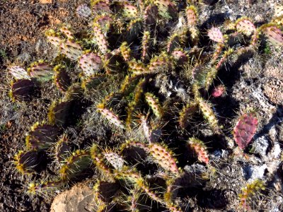 Needles District at Canyonlands NP in Utah photo