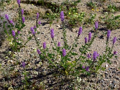 Cottonwood Spring with Wildflowers at Joshua Tree NP in CA photo