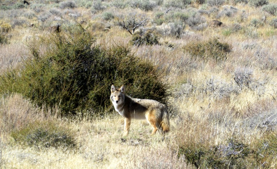 Coyote, Applegate  Field Office