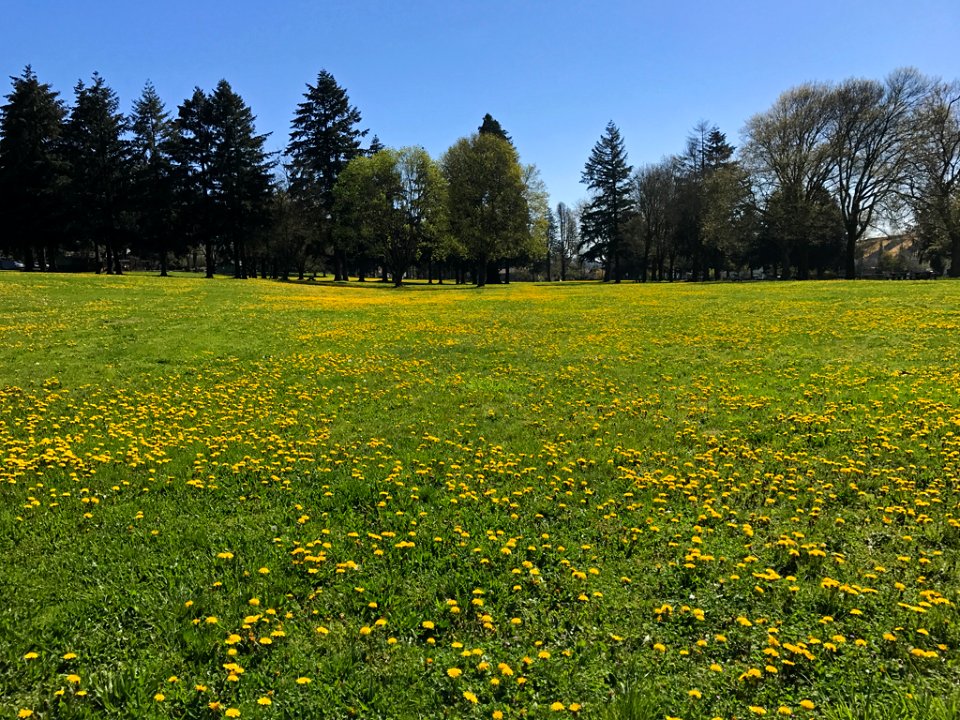 Dandelions at Fort Vancouver in Washington