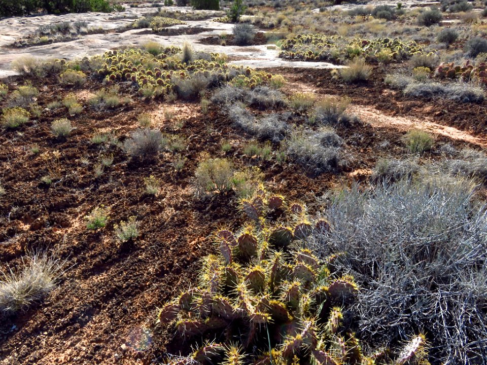 Needles District at Canyonlands NP in Utah