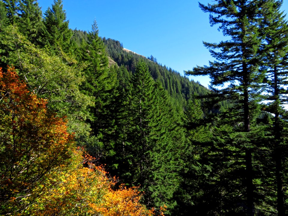 Saddle Mountain Trail in OR