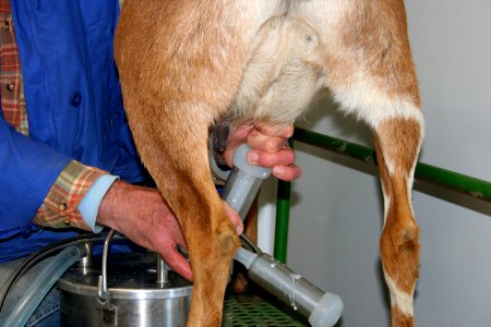 Goat Milking