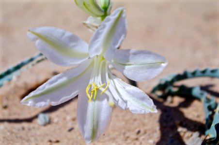 Ajo Lilly photo