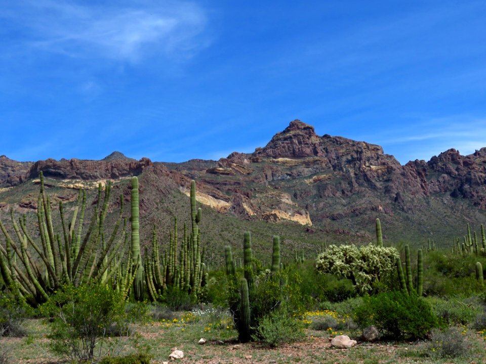 Organ Pipe Cactus NM in AZ