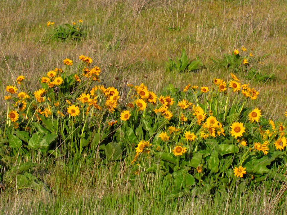 Wildflowers at Dalles Mt. Ranch in WA