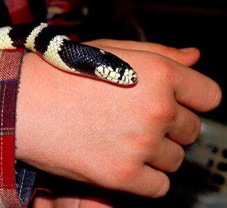 King snake lampropeltis getula californiae head