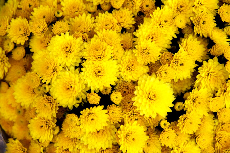 Bloom blossom petal