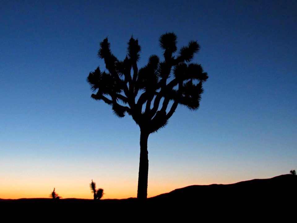 Sunset at Joshua Tree NP in California
