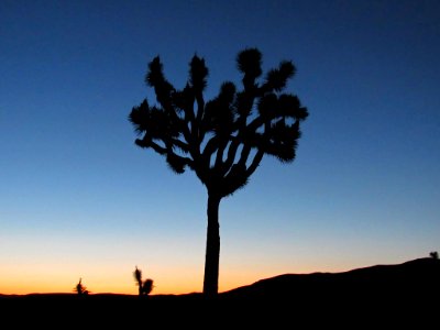 Sunset at Joshua Tree NP in California