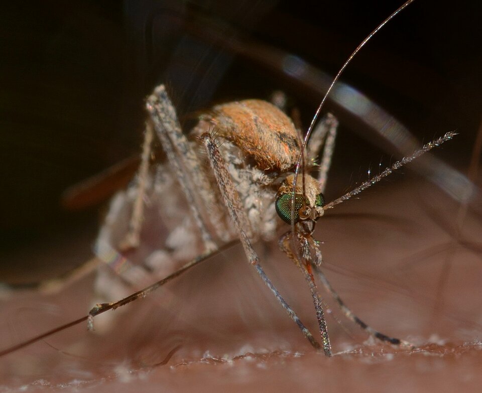 Culex pipiens macro