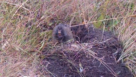 Cypress Abbey Gopher in Ukiah Field Office