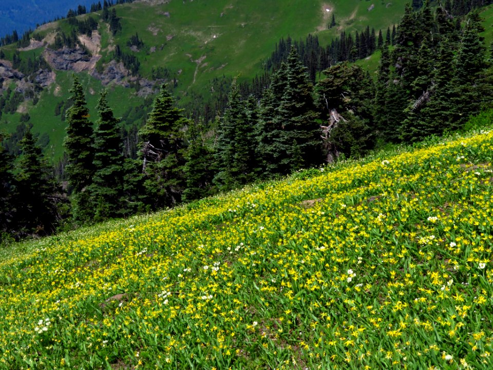 Wildflowers on Tatoosh Peak Trail in WA