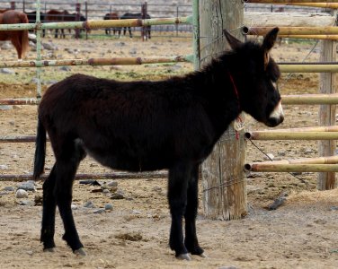 5120   2 year Old Brown Gelded Jack (4)