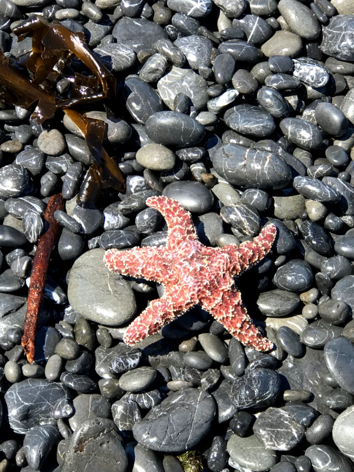Starfish in the King Range National Conservation Area in the Arcata Field Office