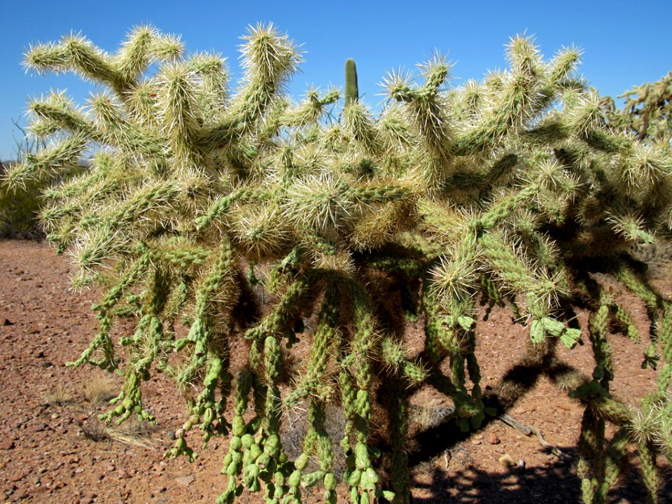 Organ Pipe Cactus NM in Arizona