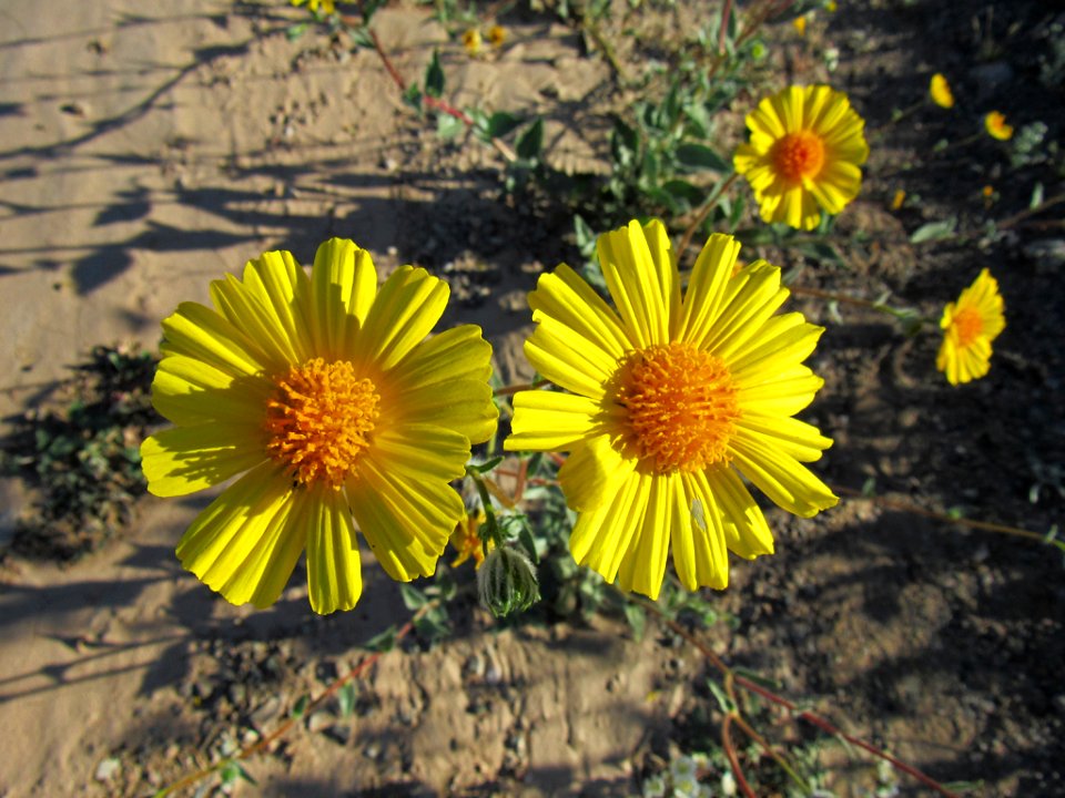 Wildflower Super Bloom at Death Valley NP in CA