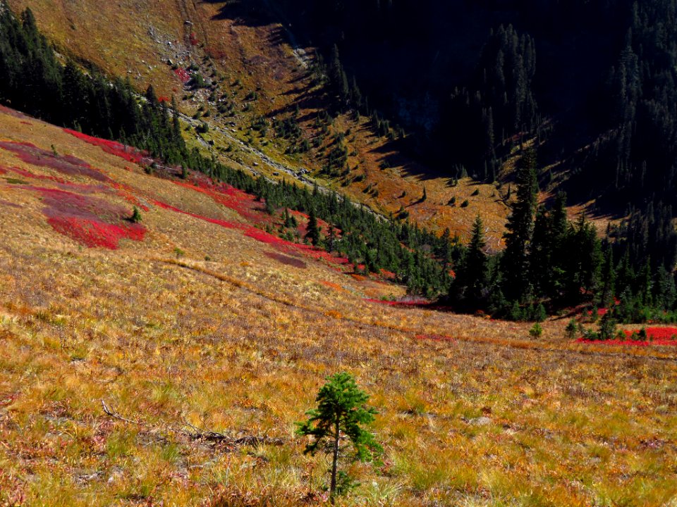 Tatoosh Ridge in WA