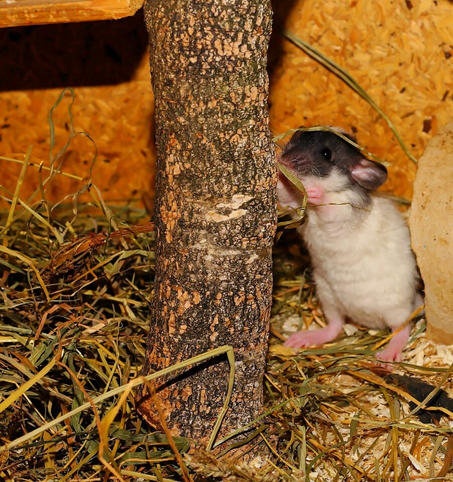 Cute young animal curious