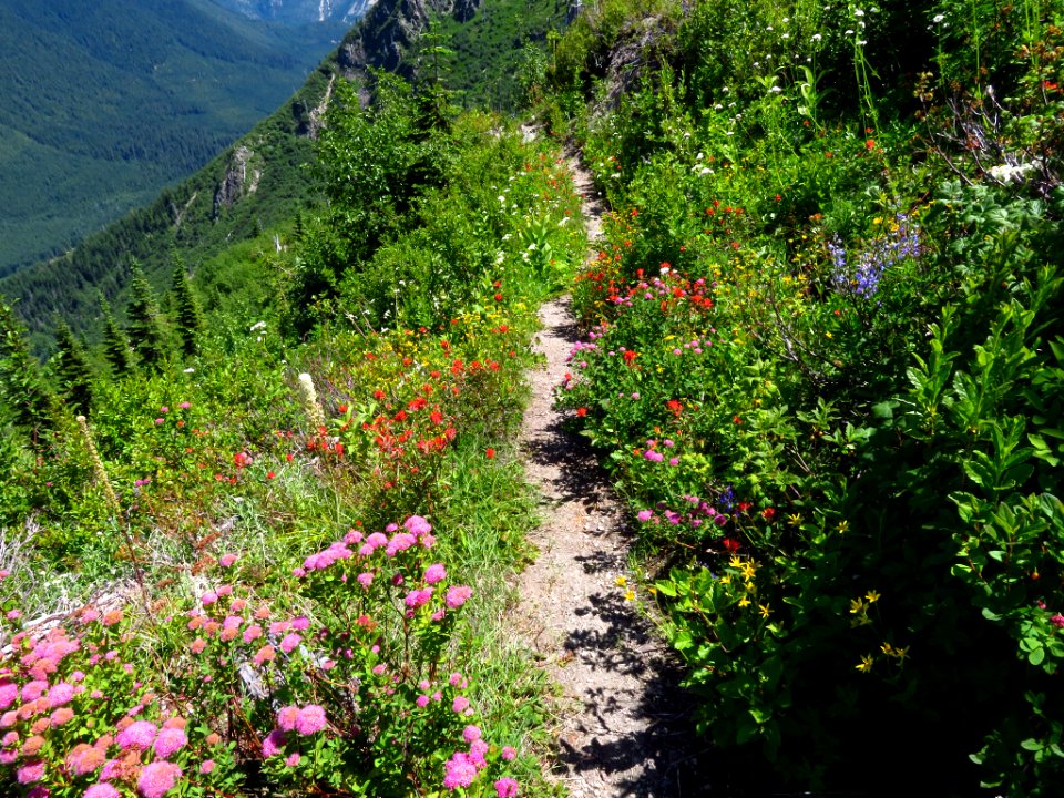 Lakes Trail at Mt. Margaret Backcountry in WA