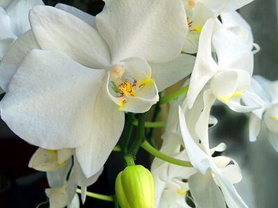 Blossomed white close photo
