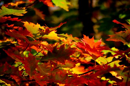 Colors beauty nature