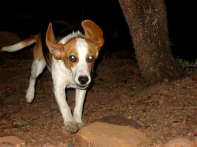 Flying Beagle photo