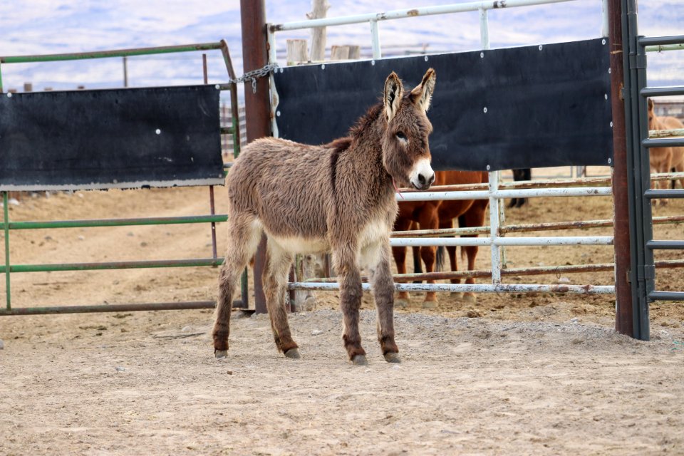 5457 2 Year Old Grey Gelded Jack (7)