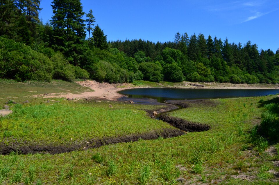 Meander landscape trees