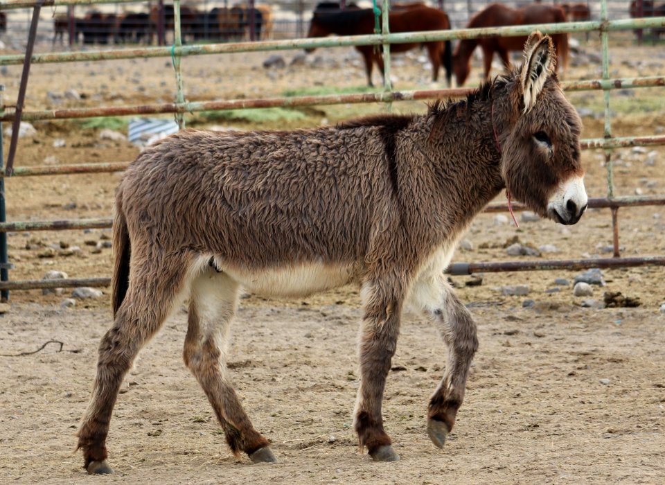 5457 2 Year Old Grey Gelded Jack (2)