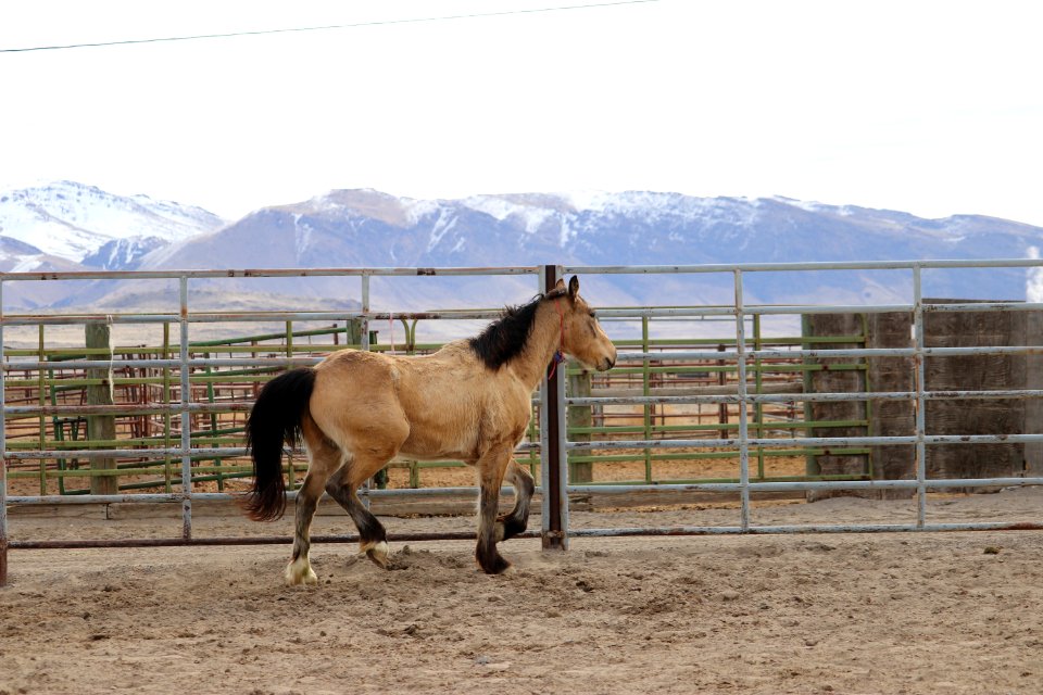 8458  4 Year old Gelding (6)