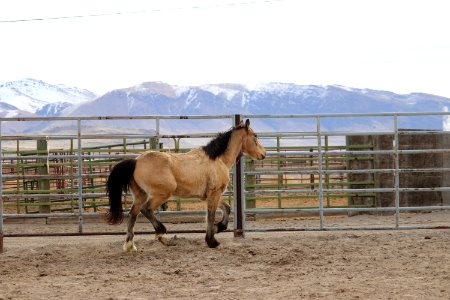 8458  4 Year old Gelding (6)