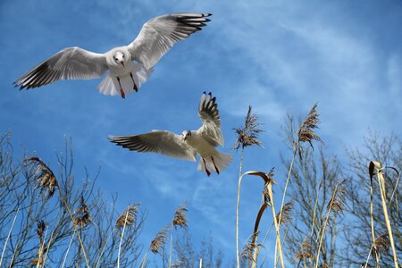 Sky wing freedom photo