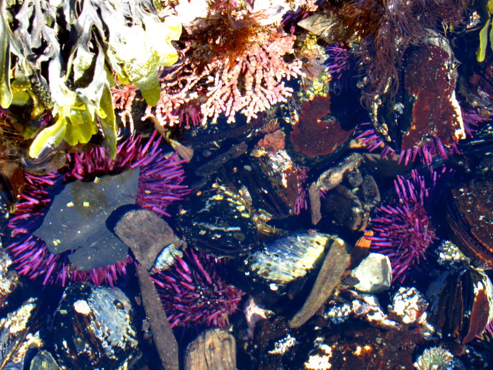 Sea Urchin at Yaquina Head Natural Area in OR