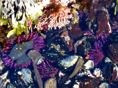 Sea Urchin at Yaquina Head Natural Area in OR photo