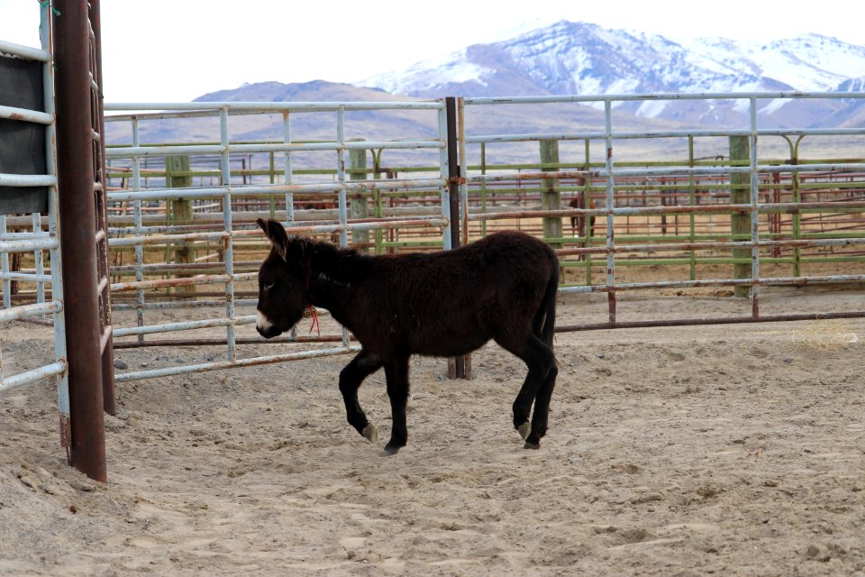 5549  2 Year Old Grey Gelded Jack (4)
