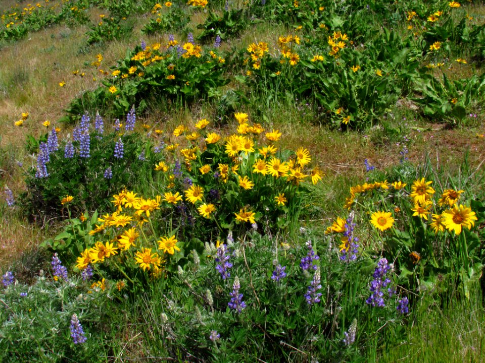 Wildflowers at Dalles Mt. Ranch in WA