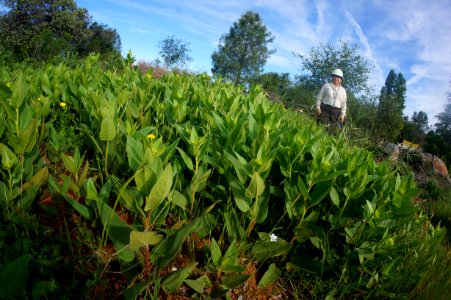 Pine Hill Preserve Eldorado Mule Ear in Mother Lode Field Office
