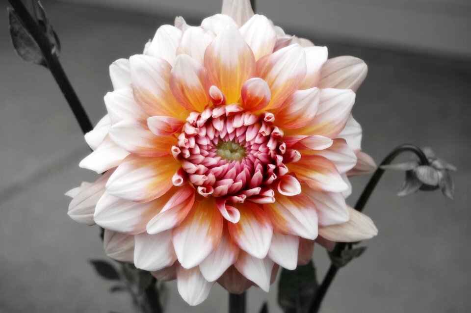 Nature blossom petal