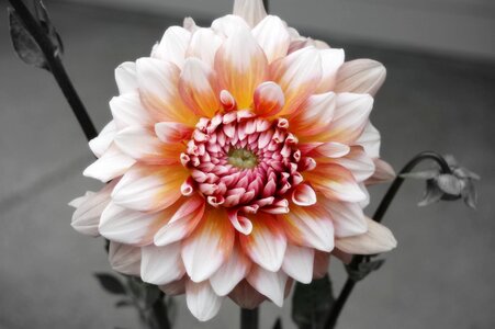 Nature blossom petal