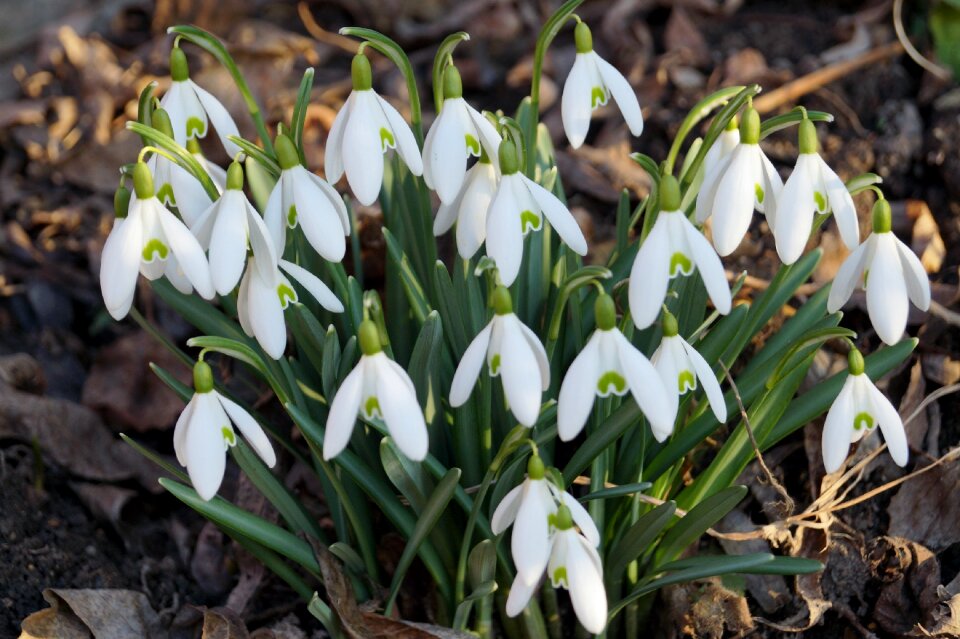 White white flower cluster