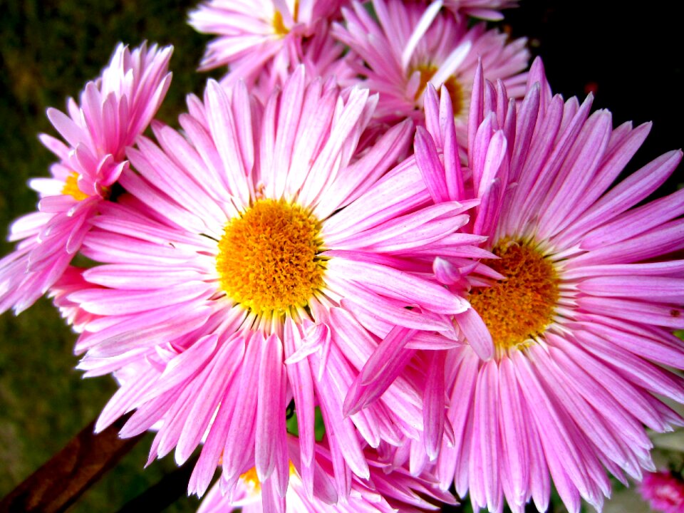 Smiles aster amellus pink smile