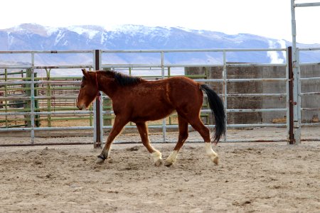 8454  3 Year old Gelding (2)
